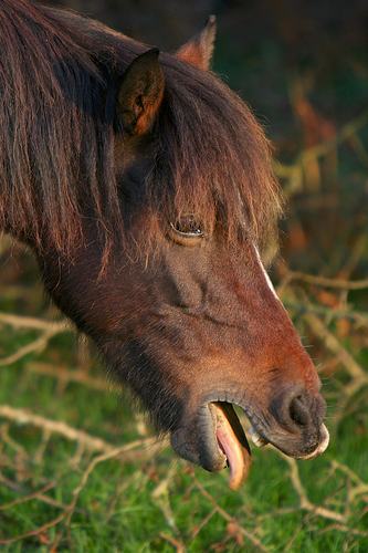 The Educated Horseman: Disease Series