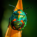 Entomology