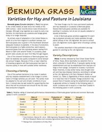 Bermuda grass Varieties for Hay and Pasture in Louisiana