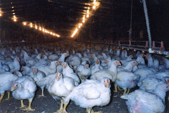 broilers