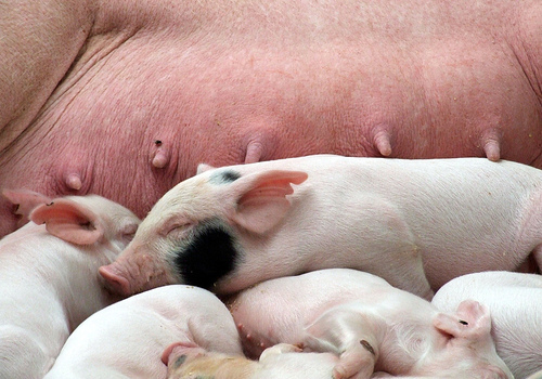 sow and piglets