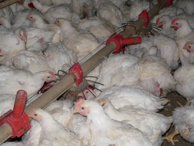broilers