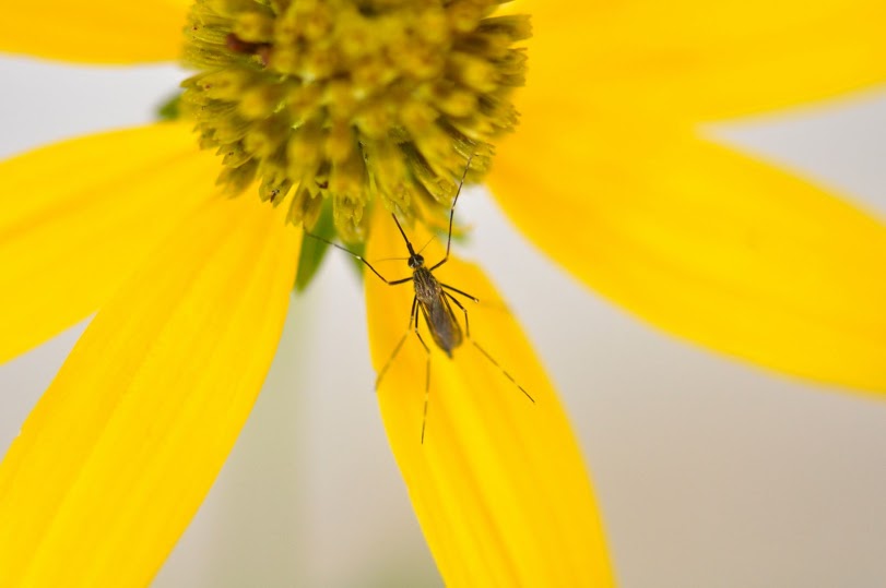 Click the photo to go to the LSU Entomology Facebook page.