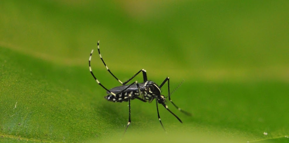 Click the picture to go to the West Baton Rouge Mosquito District's Facebook page.