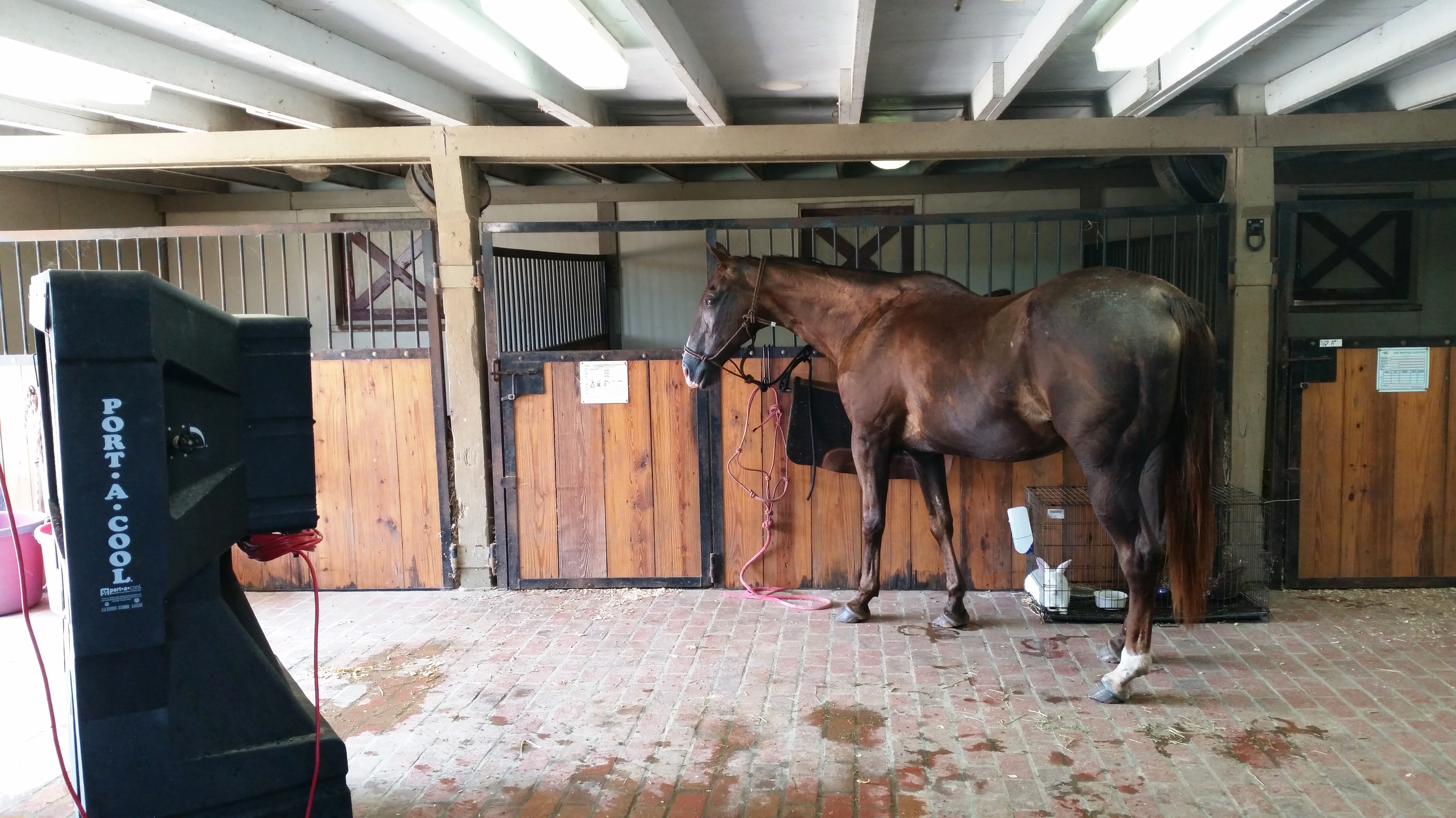 horse
