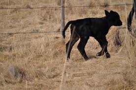 angus calf