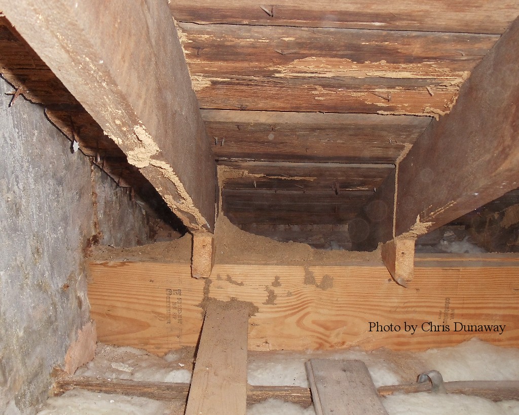 Termite tubes and nest visible in attic