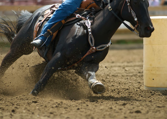 barrel horse