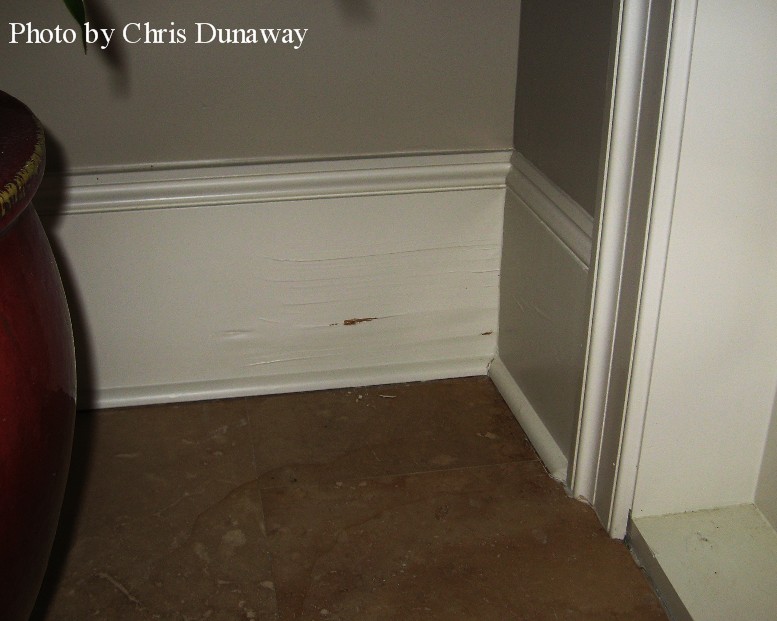 Termite damage to baseboard