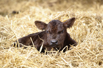 newborn calf