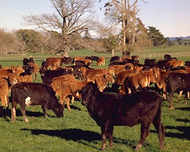 beef disease