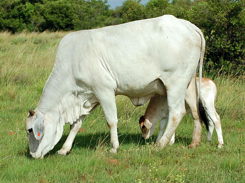 cow calf pair