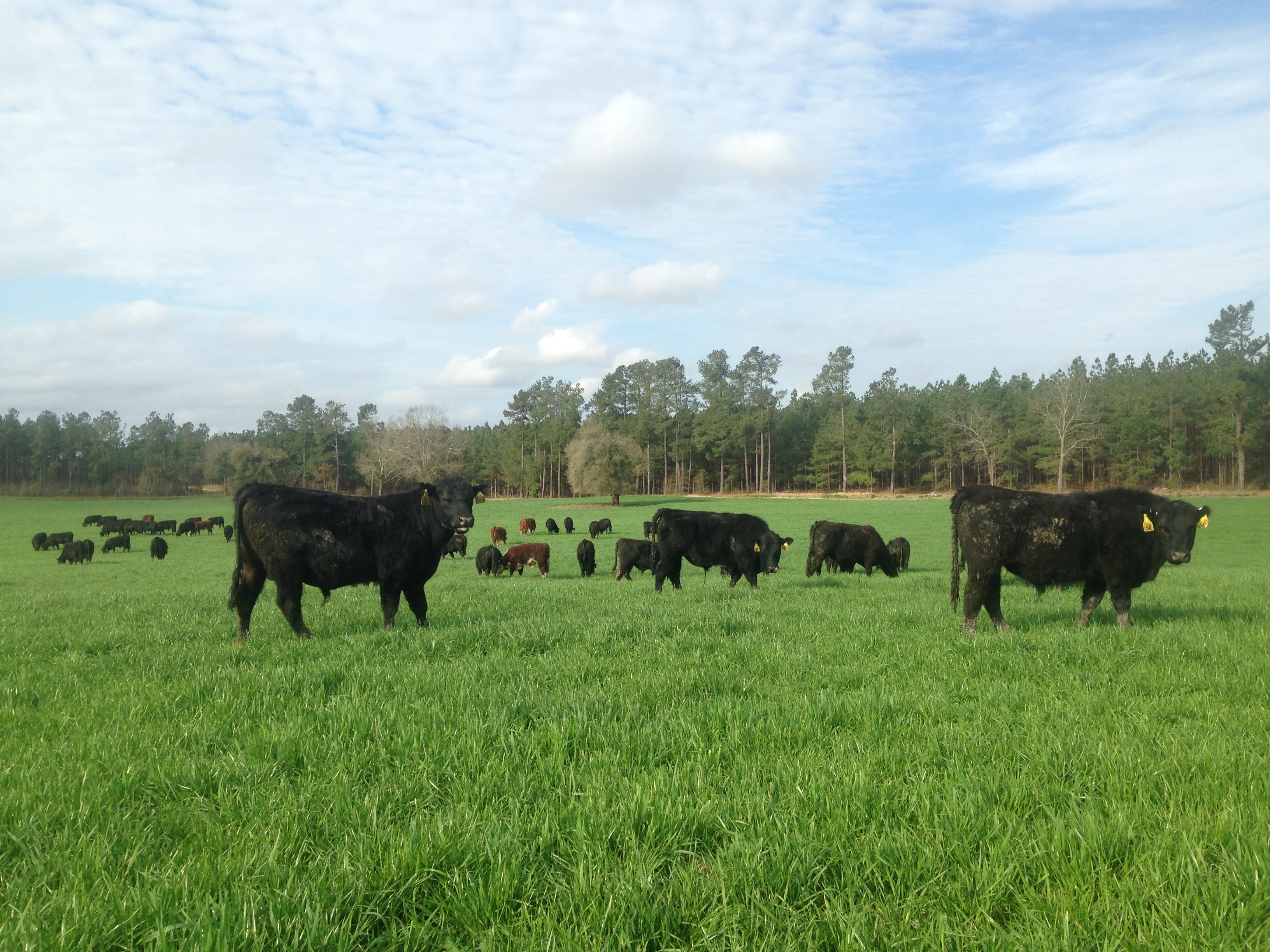 bulls
