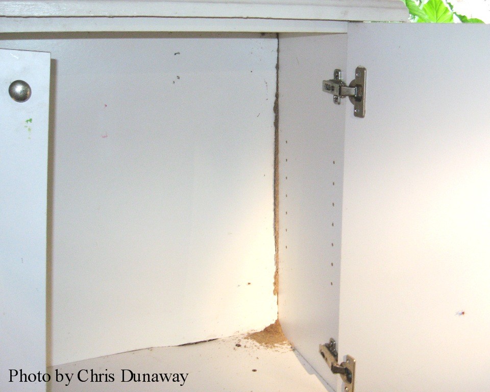Termites in a cabinet.