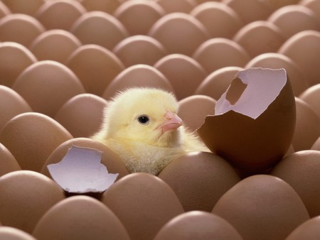 chicken
