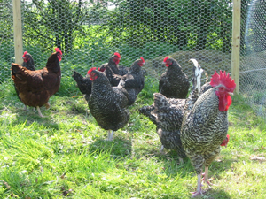 chickens
