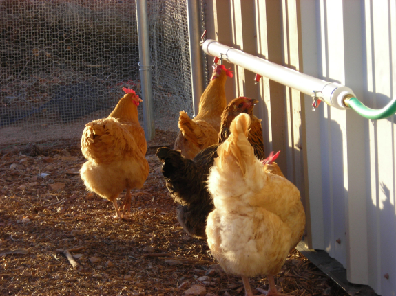 chickens drinking