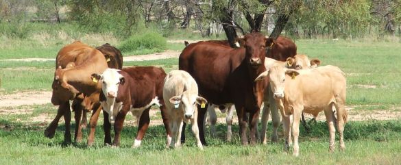 cow calf