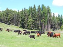 cow-calf