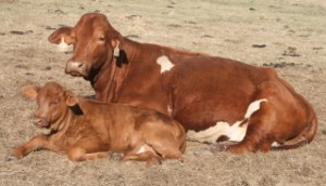 cow calf lying down
