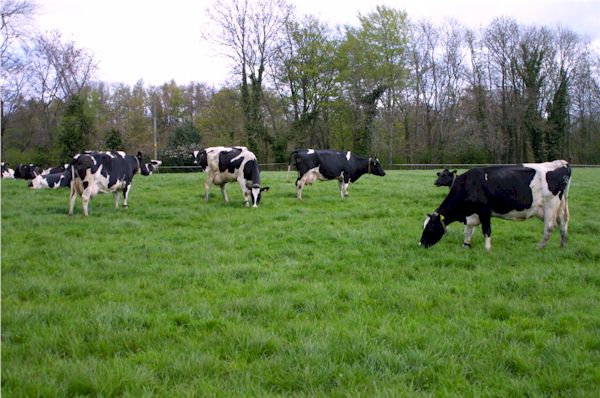 cows