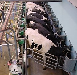 dairy cows