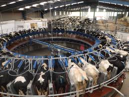 Dairy cattle