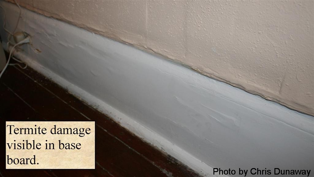 Termite damage to baseboard