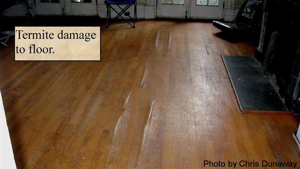 Termite damage to wood floor.