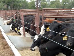 feedlot