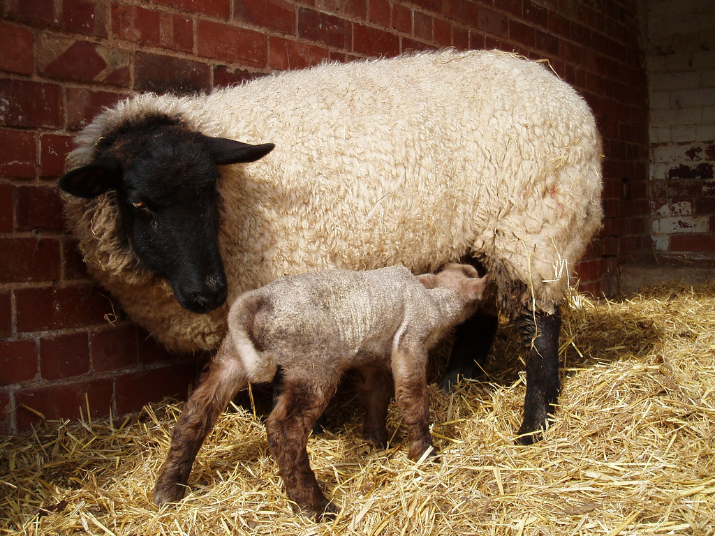 ewe and lamb