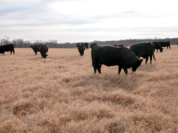 forages