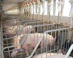 gestation stalls