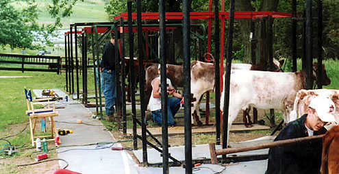 grooming cattle