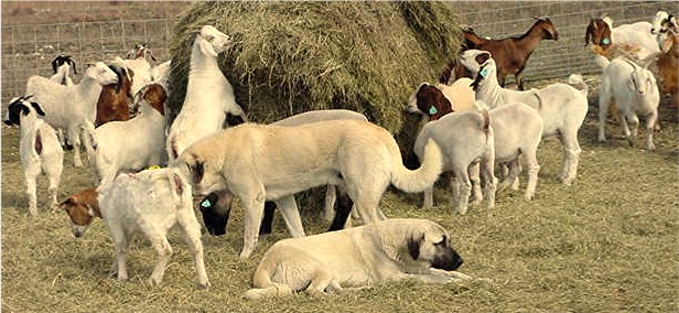 goat guard dog