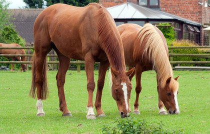 grazing