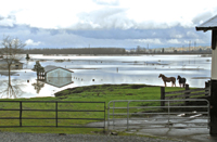 horses and water