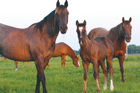 horses