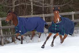 blanketed horses