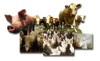 all livestock