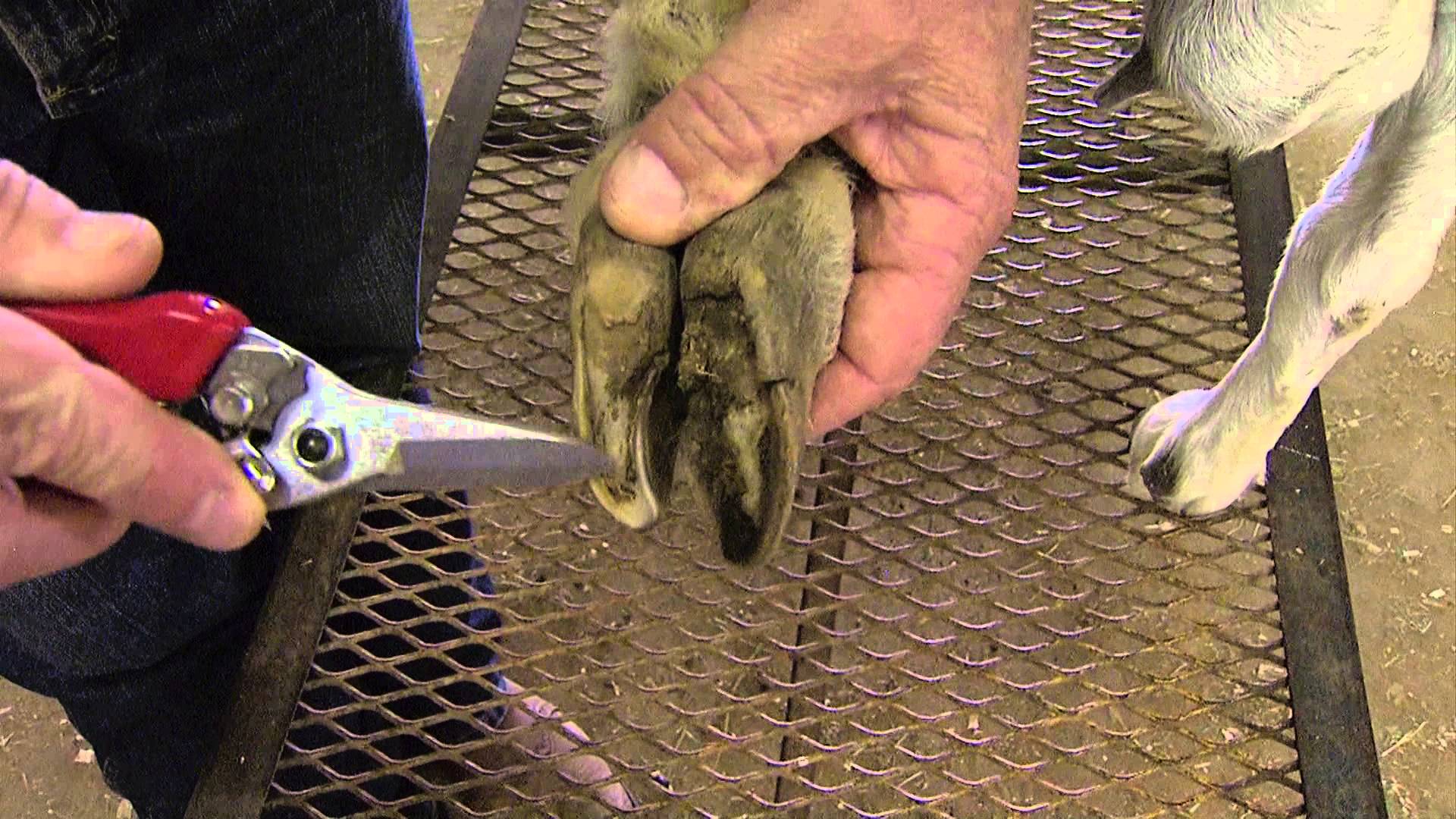 goat hoof