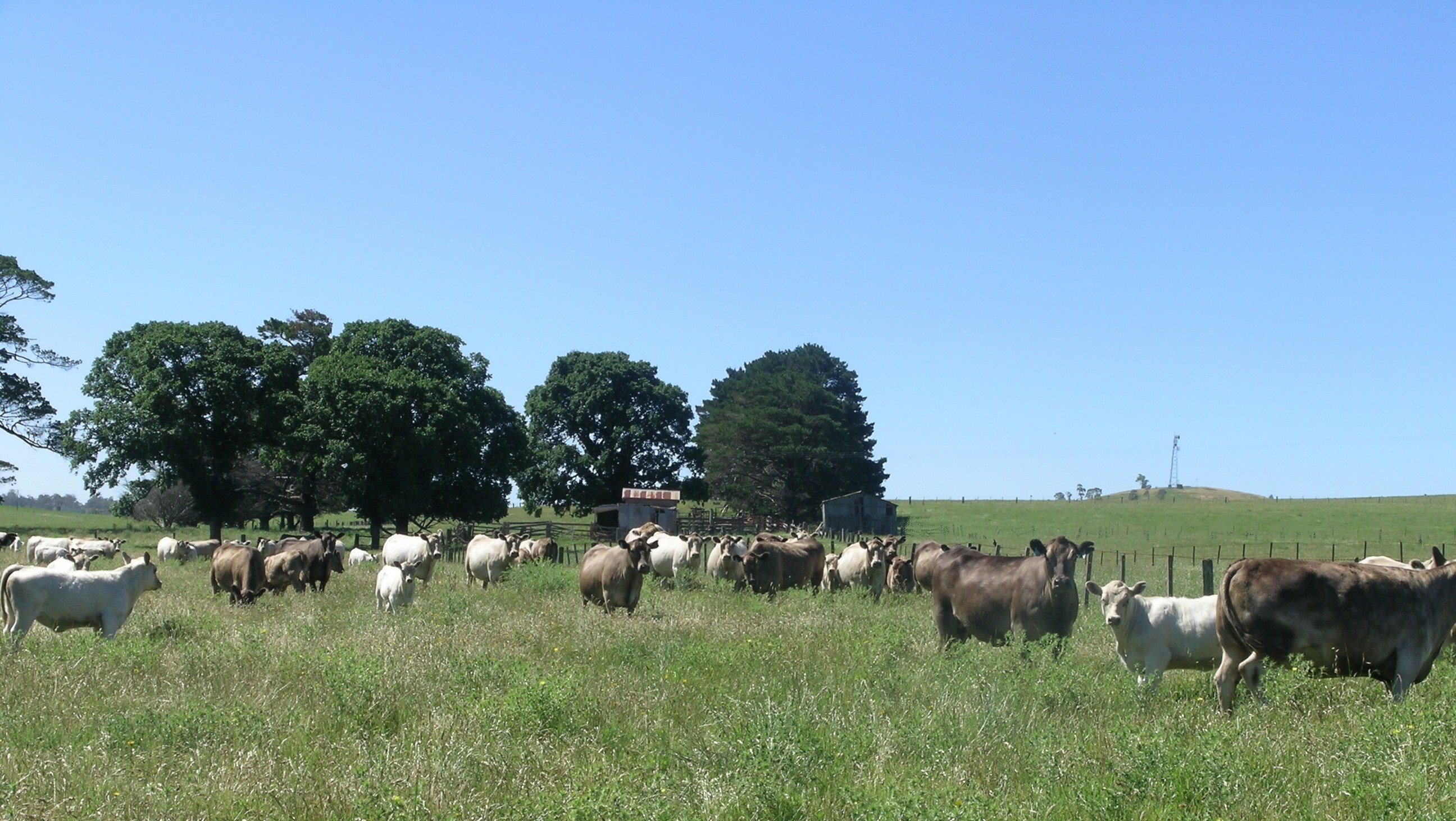 cow calf pairs