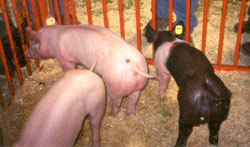 pen of pigs