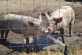pigs