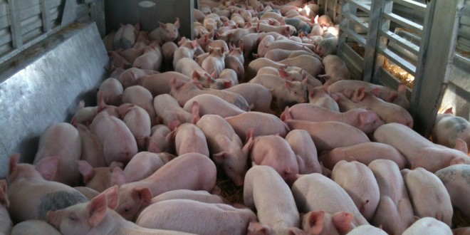 pigs in trailer