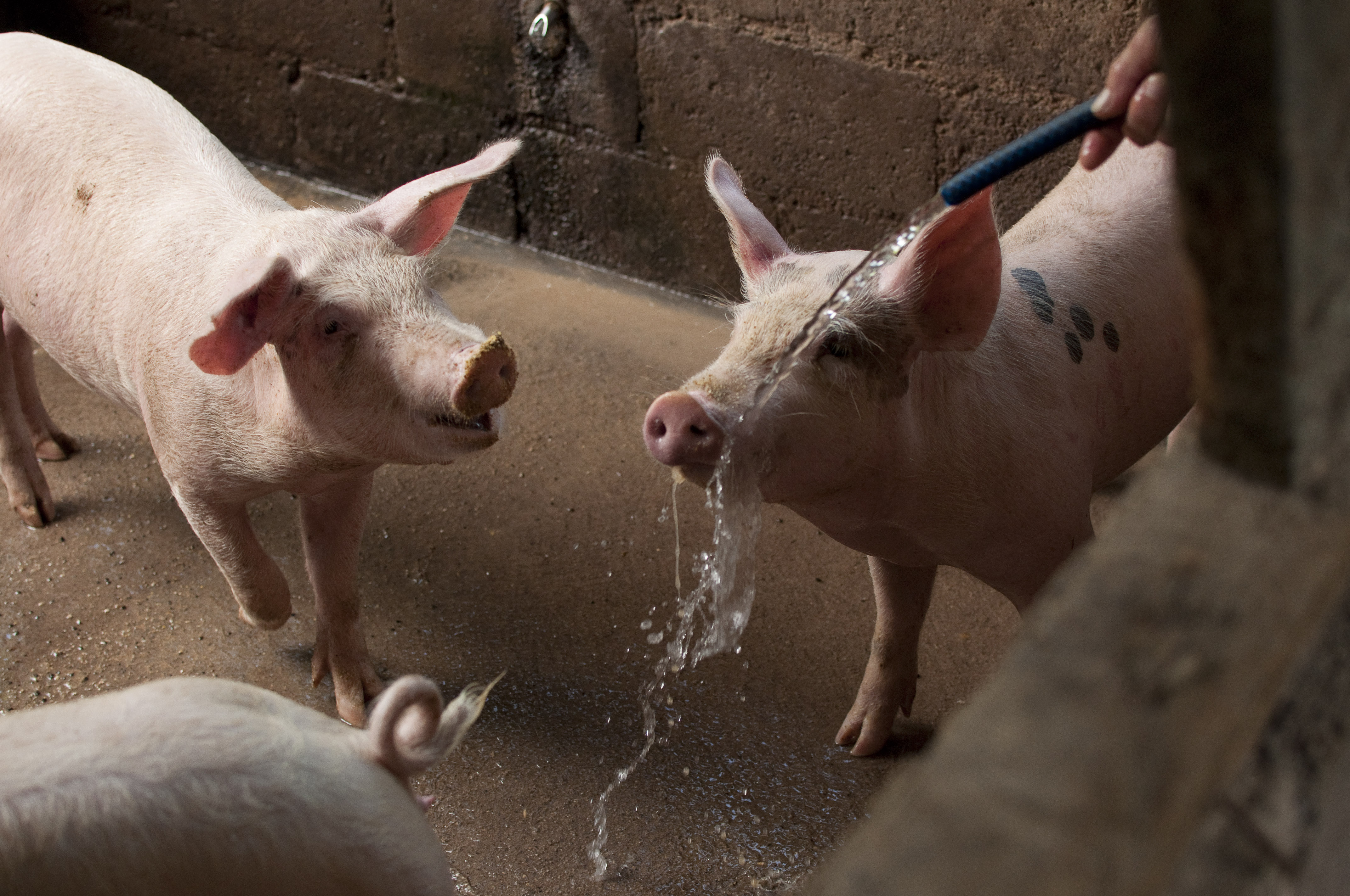 pigs drinking