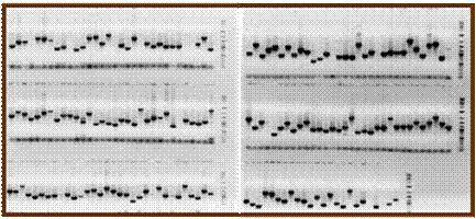 genes isolated from smooth cordgrass