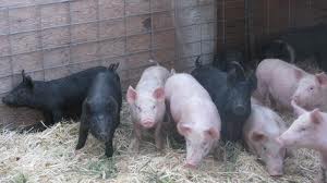 show pigs