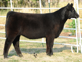 show cattle