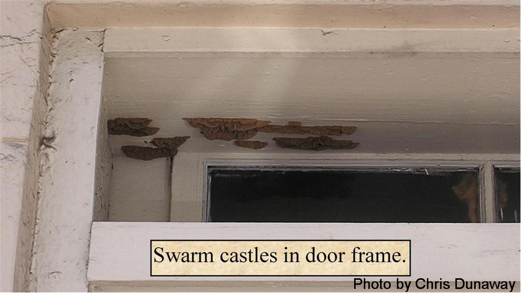 Swarm castle in door frame.